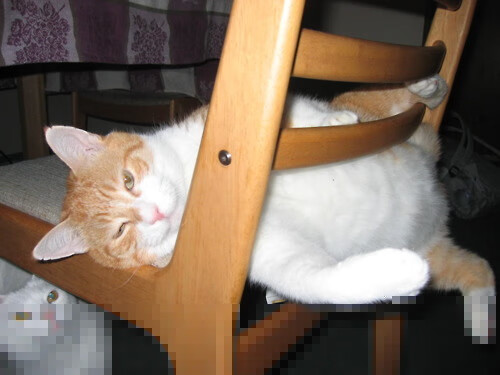 “东部新区定向越野赛:徒步与智慧并肩作战”