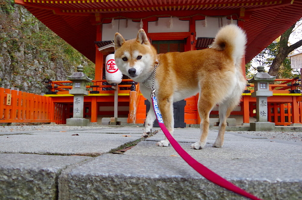 爱游戏-国家队长期缺乏左路突击型选手，国家队长期缺乏左路突击型选手会怎么样