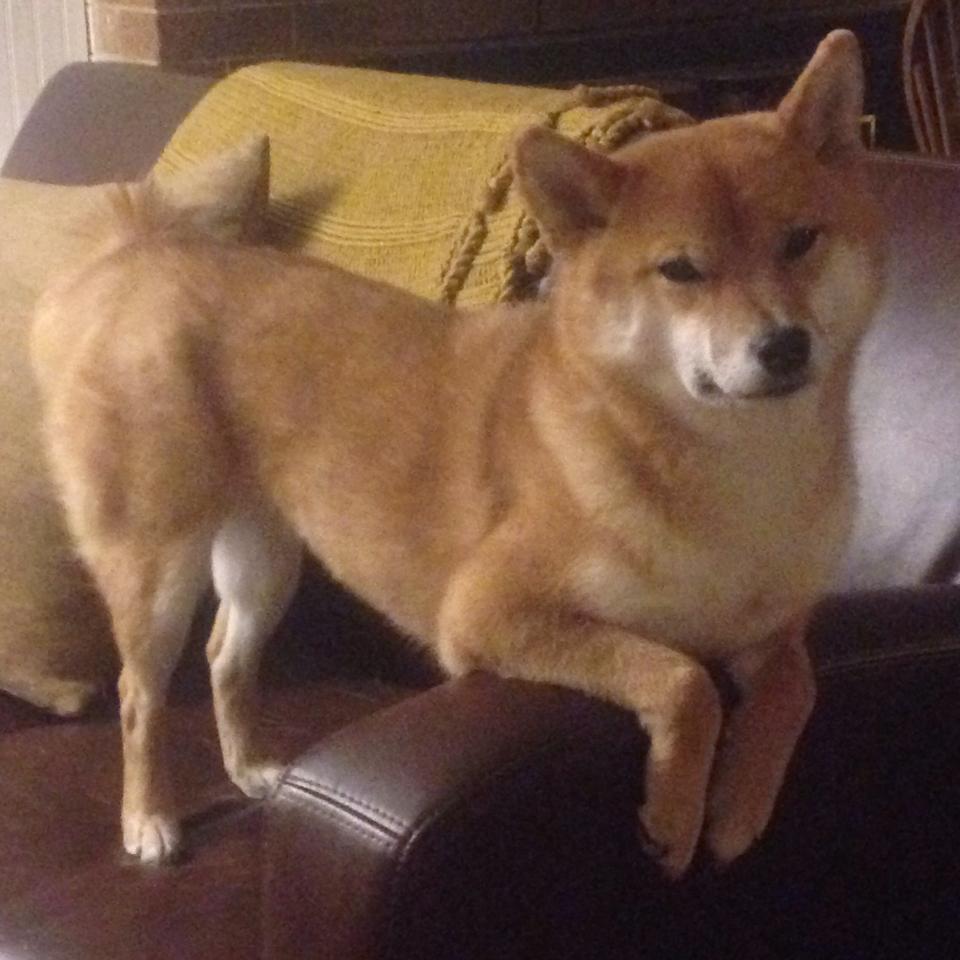 德国队未来发展规划:国际乒联混合团体世界杯的机遇与挑战,德国队乒乓球阵容