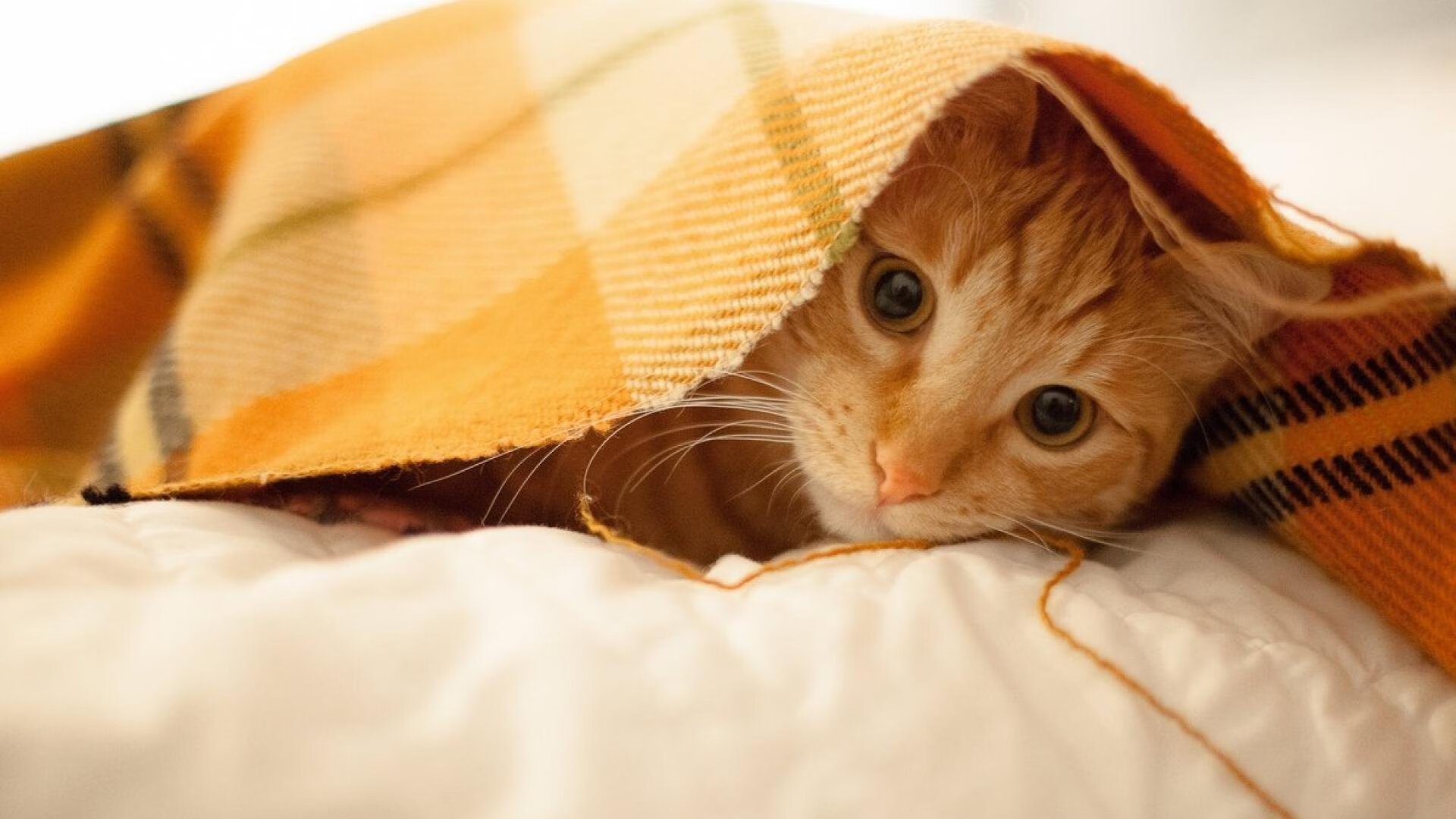 世界杯逆袭之路:奋斗的每一步都熠熠生辉,世界杯逆转奇迹