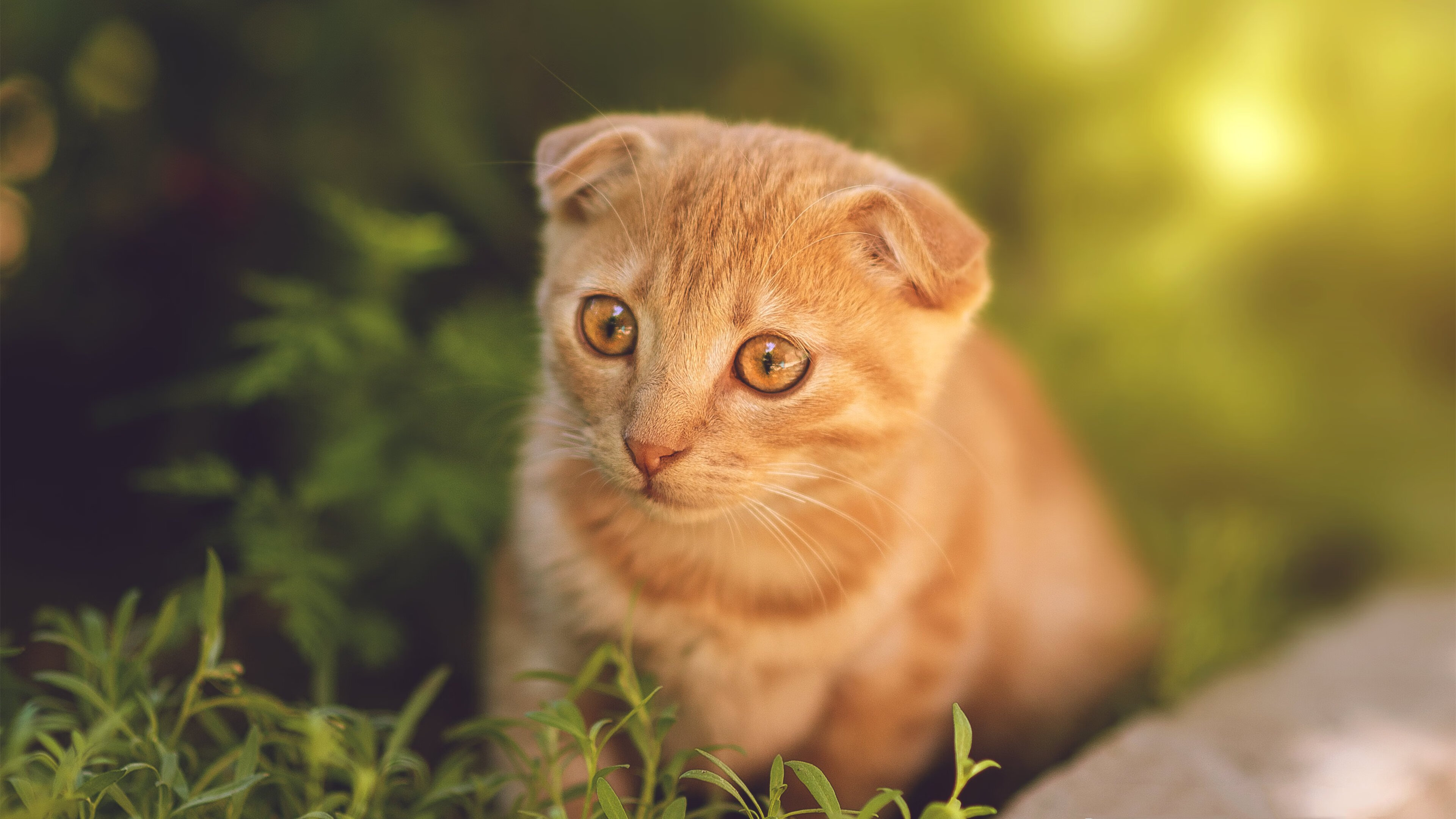 中国足球职业俱乐部裁判员选拔和培训机制不断完善,足球协会裁判