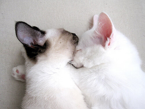 AYX体育-中国足球联赛打造多年龄层观赛优惠机制，中国足球职业比赛有年龄规定吗