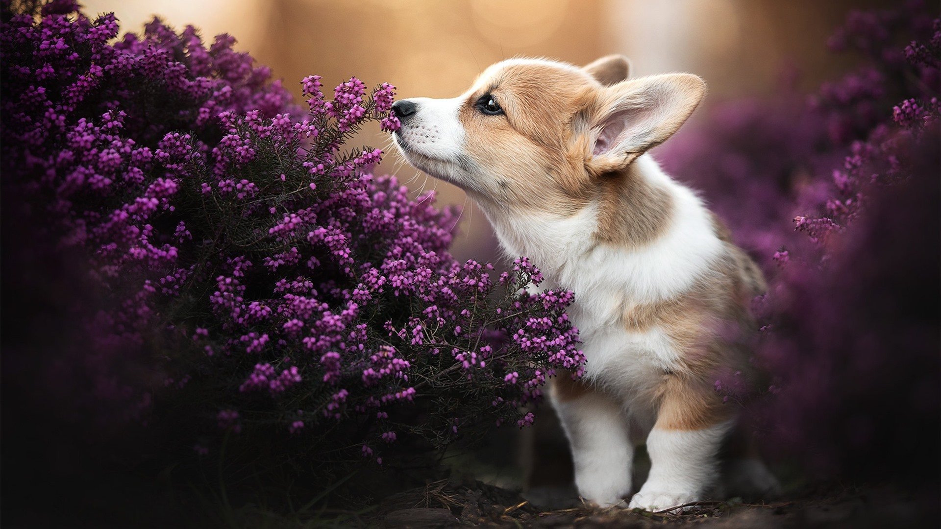 亚历克斯·格林伍德以强悍防守,成为袋鼠队的后防屏障,格林伍德球员