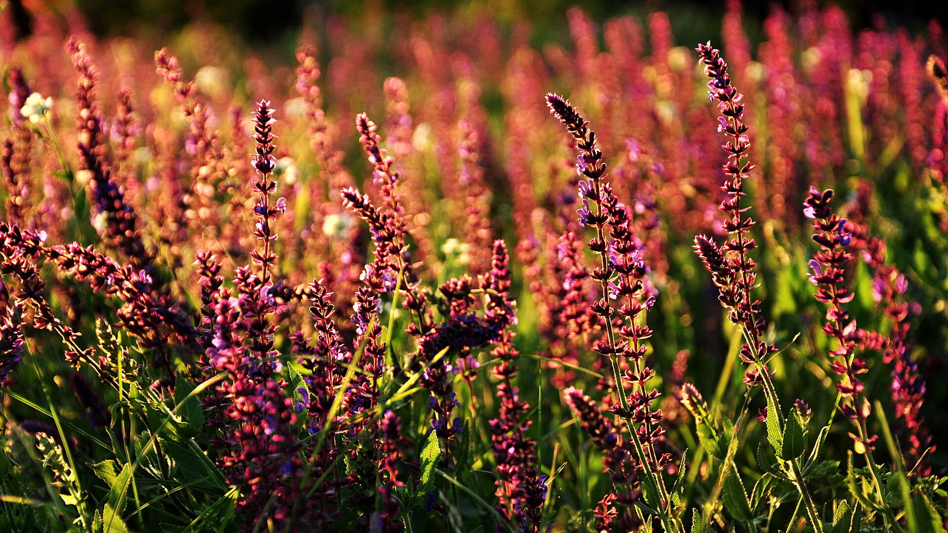 体育品牌赞助中国女篮加强赛事商业化合作空间,中国女篮同款