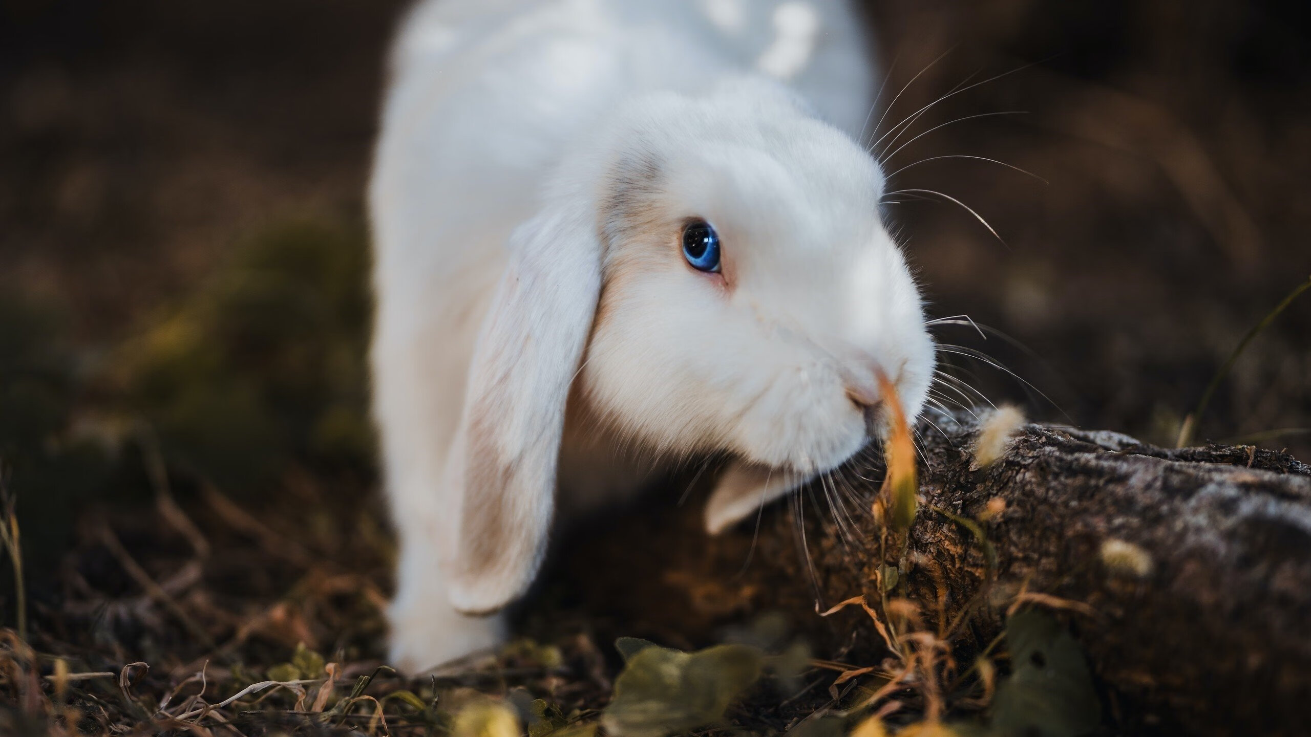 爱游戏平台-女子4×200米自由泳接力澳大利亚称霸赛场，女子4×100米自由泳接力决赛